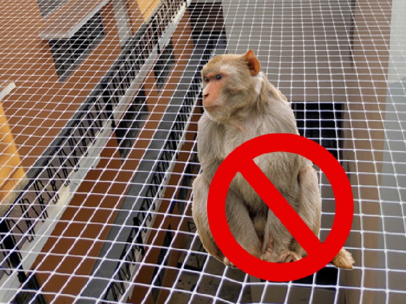 Monkey Safety Nets