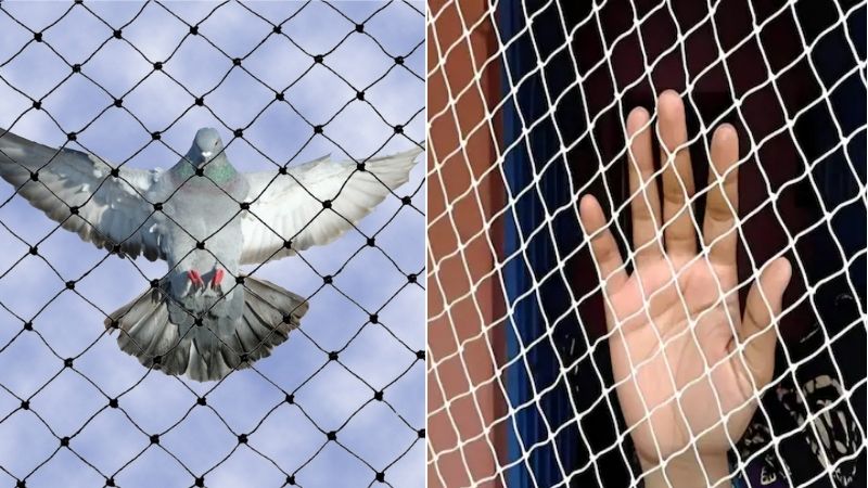 Pigeon Safety Nets