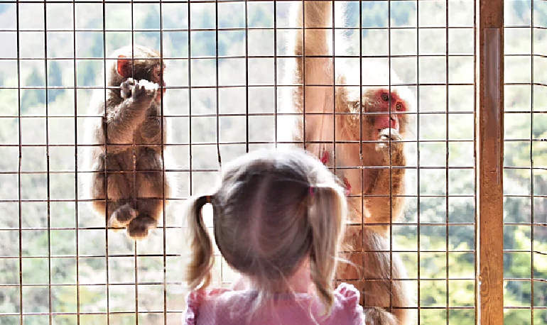 monkey Safety Nets
